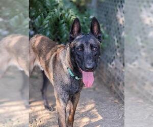 Mutt Dogs for adoption in Sacramento, CA, USA