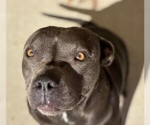 Mutt Dogs for adoption in Tulsa, OK, USA