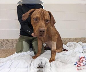 Dogue de Bordeaux Dogs for adoption in Springfield, MA, USA