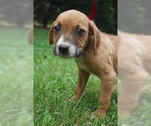 Boxador Dogs for adoption in Williston, VT, USA
