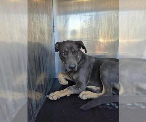 American Staffordshire Terrier-Unknown Mix Dogs for adoption in San Antonio, TX, USA