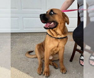 Rottweiler-Unknown Mix Dogs for adoption in Westminster, MD, USA