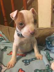 American Pit Bull Terrier Dogs for adoption in Fayette, MO, USA
