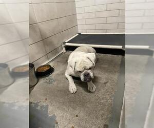 American Bulldog Dogs for adoption in Stockton, CA, USA