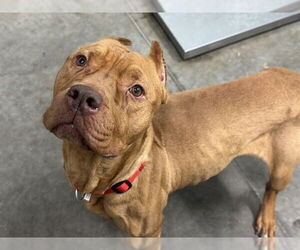 Medium Photo #1 Dogue de Bordeaux-Unknown Mix Puppy For Sale in Tavares, FL, USA