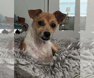 Rat-Cha Dogs for adoption in Princeton, MN, USA