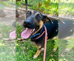 German Shepherd Dog-Unknown Mix Dogs for adoption in Sacramento, CA, USA