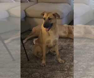 Medium Photo #3 Anatolian Shepherd-Unknown Mix Puppy For Sale in Winston Salem, NC, USA