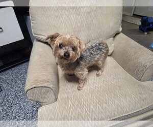 Mutt Dogs for adoption in Spring, TX, USA