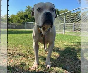 American Pit Bull Terrier-Unknown Mix Dogs for adoption in Texas City, TX, USA