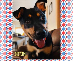 Siberian Husky-Unknown Mix Dogs for adoption in Red Lodge, MT, USA