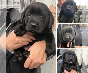 Labrador Retriever Dogs for adoption in Columbus, IN, USA