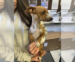 Chihuahua Dogs for adoption in Stockton, CA, USA