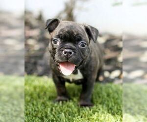 Faux Frenchbo Bulldog Dogs for adoption in Corona, CA, USA