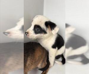 Labrador Retriever Dogs for adoption in Houston, TX, USA