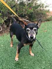 Miniature Pinscher Dogs for adoption in Sylmar, CA, USA