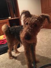 Airedale Terrier Dogs for adoption in Bellbrook, OH, USA