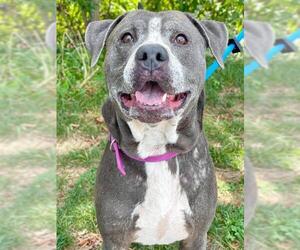 Bullboxer Pit Dogs for adoption in Baltimore, MD, USA