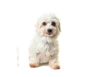Coton de Tulear Dogs for adoption in St. Louis Park, MN, USA