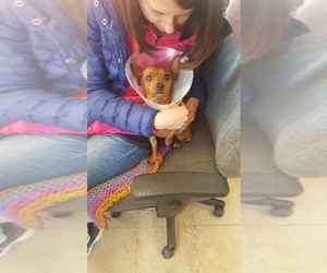 Chiweenie Dogs for adoption in San Pablo, CA, USA