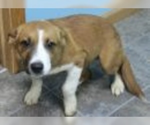 Affenpinscher Dogs for adoption in Neillsville, WI, USA