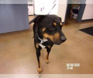 Rottweiler Dogs for adoption in Temple, TX, USA