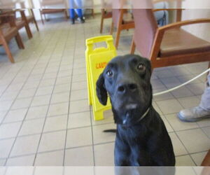 Mutt Dogs for adoption in Ocala, FL, USA