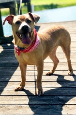 Boxer-Unknown Mix Dogs for adoption in Lake Jackson, TX, USA