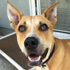 Labrador Retriever Dogs for adoption in Sunnyvale, CA, USA