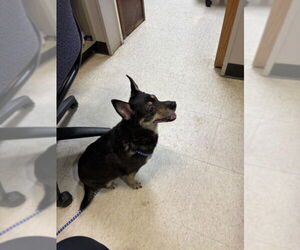 Chihuahua-Unknown Mix Dogs for adoption in Plano, TX, USA