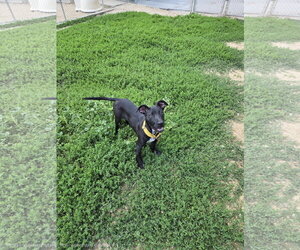 Mutt Dogs for adoption in Maquoketa, IA, USA