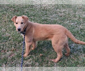 Mutt Dogs for adoption in Low Moor, VA, USA