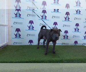 Chinese Shar-Pei Dogs for adoption in Orlando, FL, USA