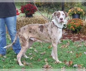 Great Dane Dogs for adoption in Pittsburgh, PA, USA
