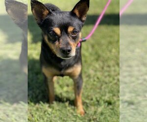Chipin Dogs for adoption in Newport Beach, CA, USA