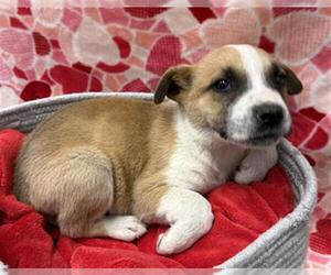 German Shepherd Dog-Unknown Mix Dogs for adoption in Rosenberg, TX, USA