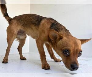 Chihuahua Dogs for adoption in Houston, TX, USA