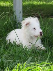 Australian Shepherd Dogs for adoption in Tunica, MS, USA