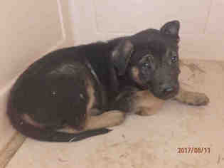 Shepweiller Dogs for adoption in Oroville, CA, USA