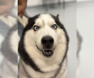 Siberian Husky Dogs for adoption in St. Cloud, FL, USA