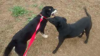 Labrador Retriever-Unknown Mix Dogs for adoption in Decatur, AL, USA