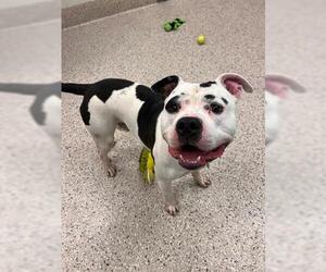 American Pit Bull Terrier Dogs for adoption in Brighton, CO, USA