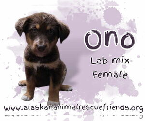 Huskies -Labrador Retriever Mix Dogs for adoption in Anchorage, AK, USA