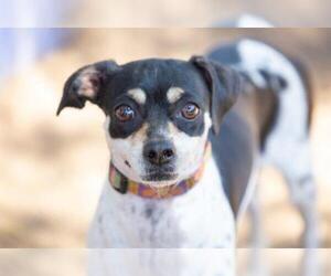 Chiweenie Dogs for adoption in El Cajon, CA, USA