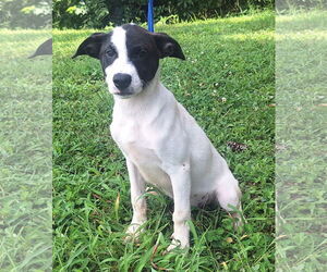 Mutt Dogs for adoption in Wetumpka, AL, USA