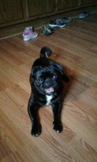 Pug Dogs for adoption in Ceres, VA, USA