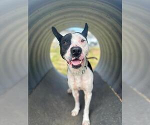 American Pit Bull Terrier-Unknown Mix Dogs for adoption in McKinleyville, CA, USA