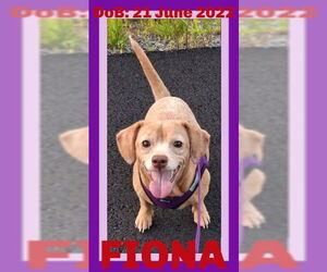 Dachshund-Unknown Mix Dogs for adoption in Sebec, ME, USA