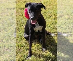 Borador Dogs for adoption in Bandera, TX, USA