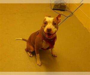 Mutt Dogs for adoption in Sanford, FL, USA